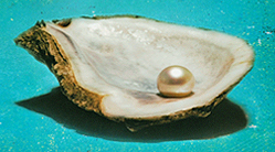 oysterthumbnail