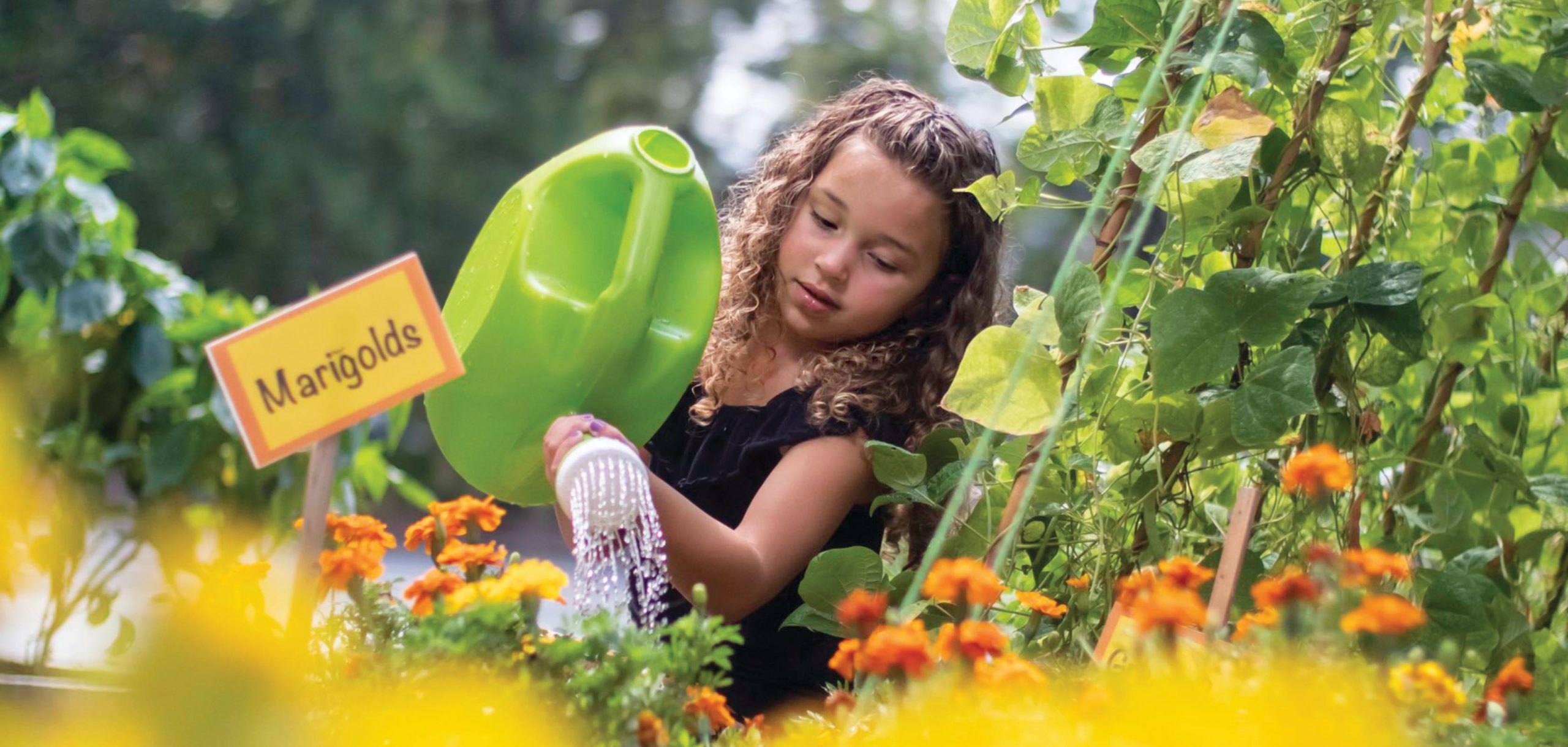 Young pre-k girl watering flowers